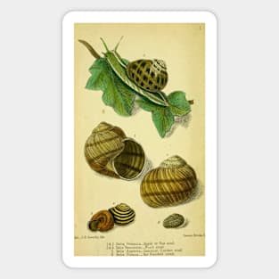 Vintage print of British edible snails Magnet